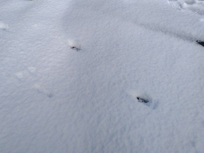 IMG_20180226_1007324