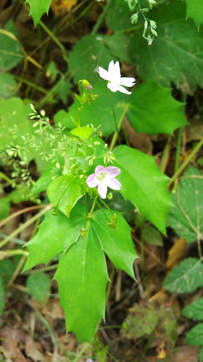 IMG_20180616_1032132