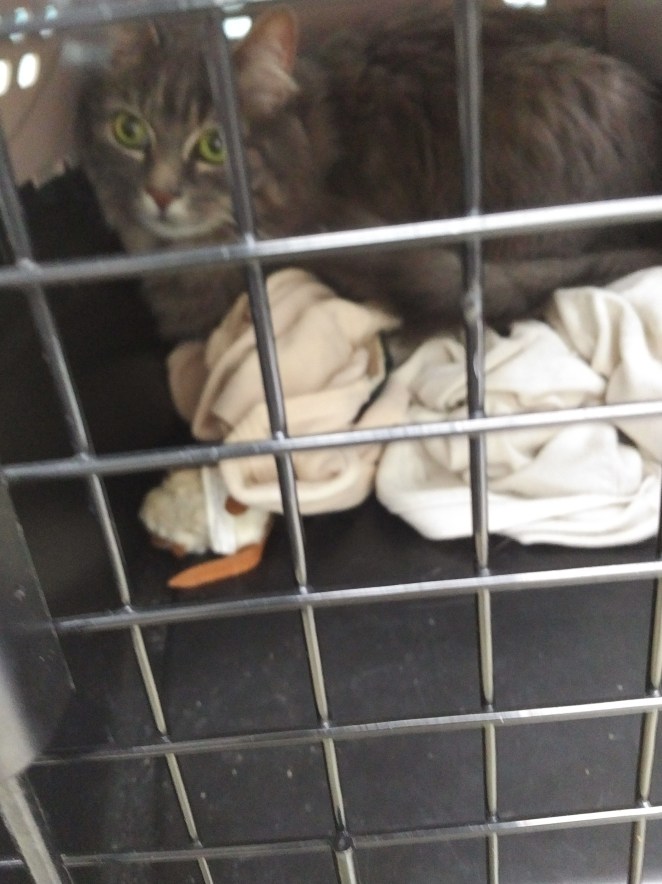 IMG_20180619_0804340