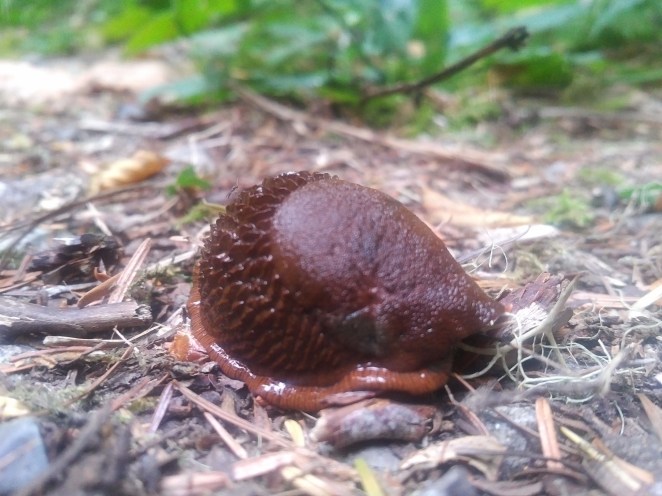 IMG_20180825_1108431